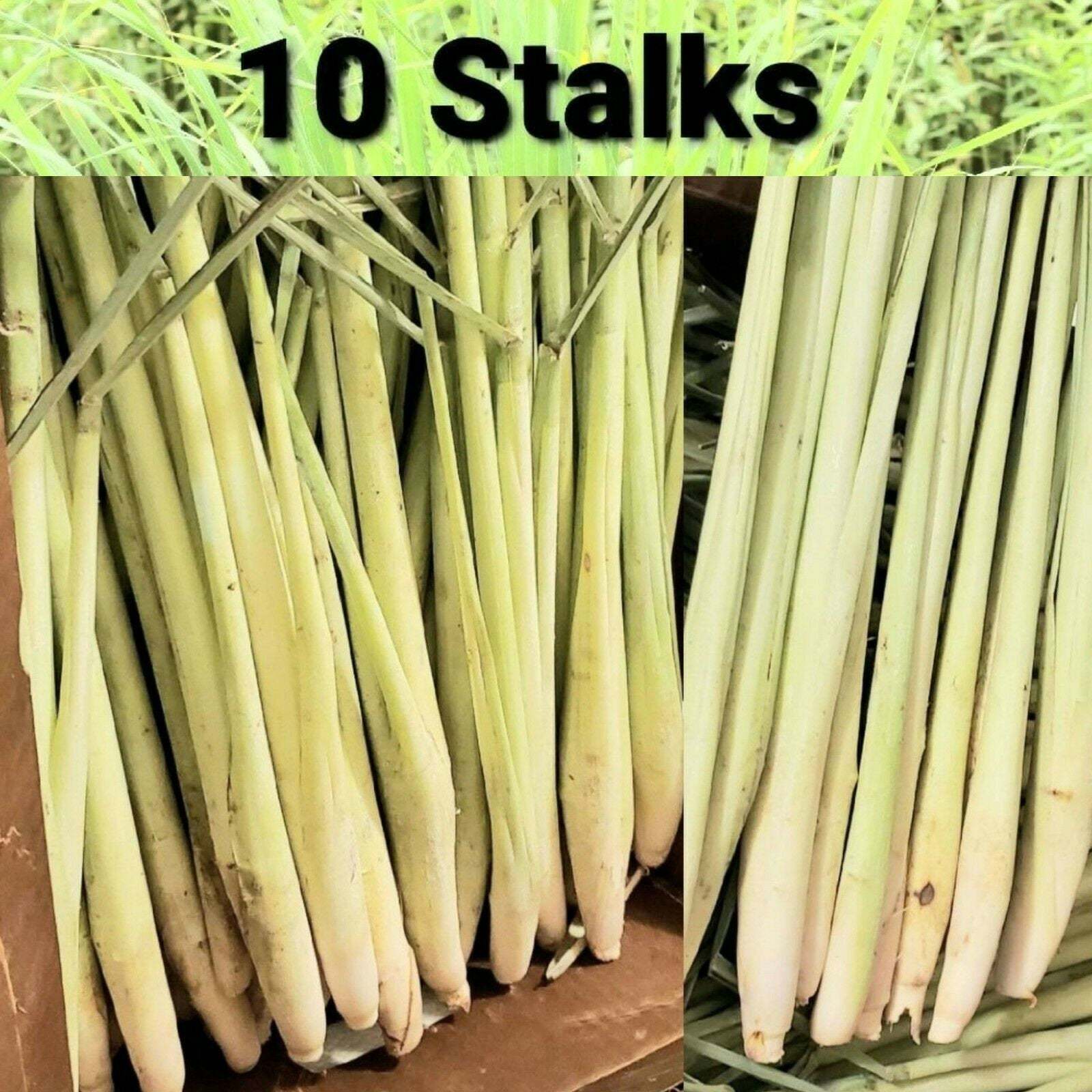 10 Live Lemongrass Stalks Cymbopogon Plant Herbal Mosquito Repellent