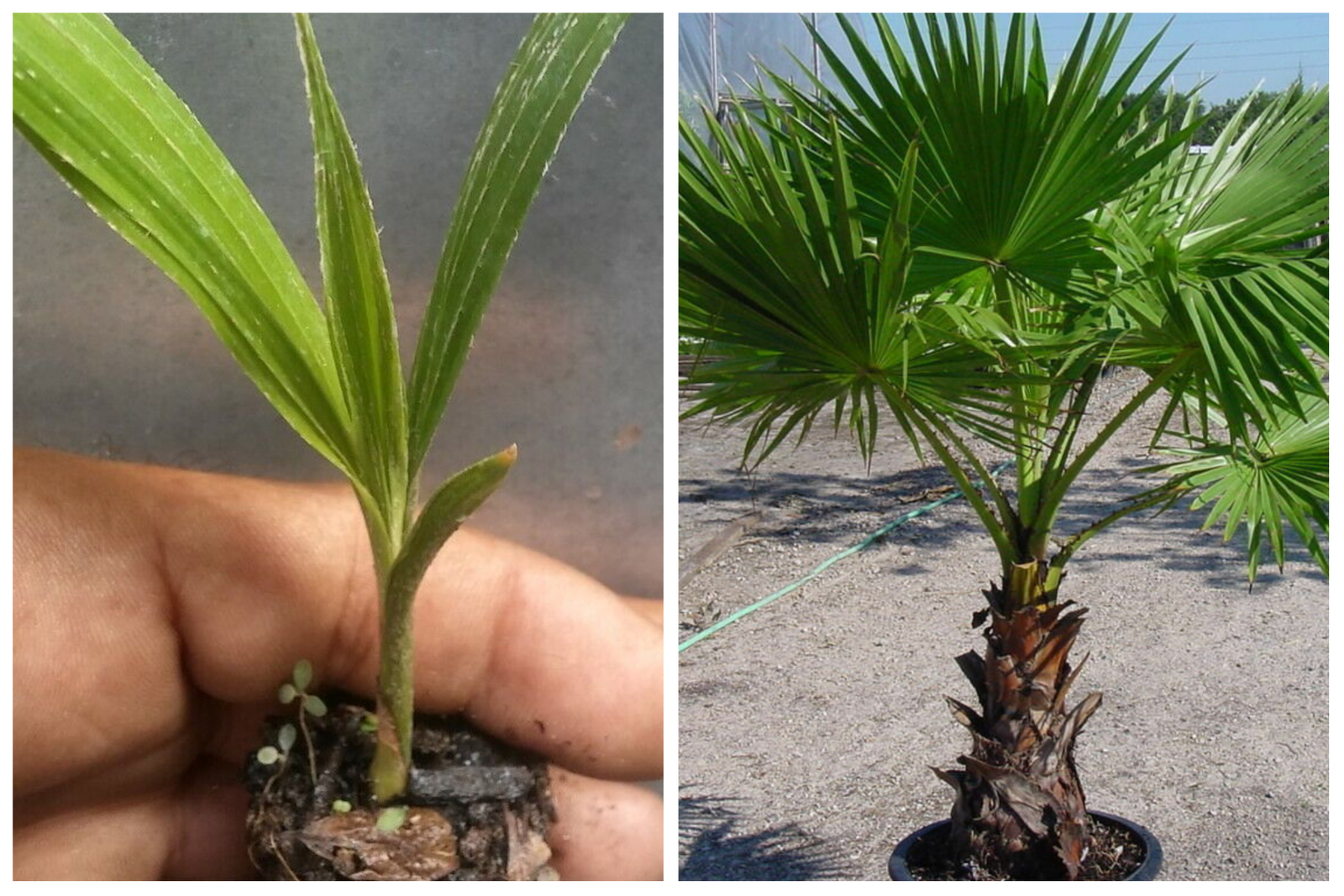 Washingtonia Filifera Palm Tree Live Plant Plants Seedlings