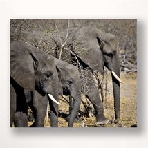 Elephant Print Stretched Canvas Color Photo Close Up 28" High Africa Safari 