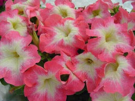 200 Pink &amp; White Petunia Flowers Garden Seeds Planting Perennial - $13.75