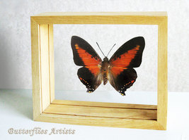 Charaxes Zingha Red Heart Real Butterfly Framed Entomology Double Glass ... - $62.99