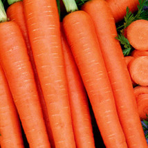 Ship From Us Organic Tendersweet Carrot Seeds ~ 2 Oz Seeds - NON-GMO, TM11 - $69.80