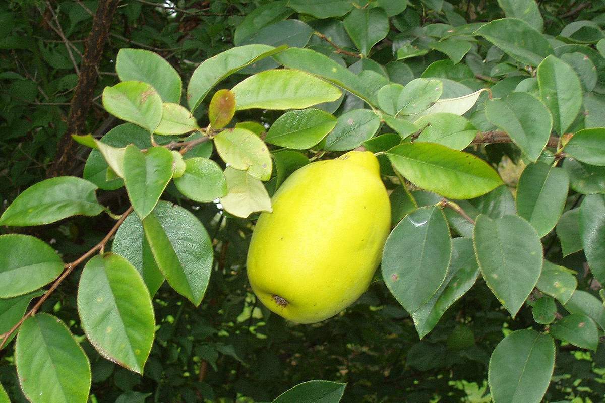 Pseudocydonia Sinensis CHINESE QUINCE TREE Seeds GRG03 Seeds & Bulbs