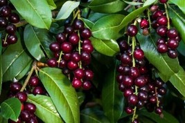 8pcs Black Cherry Fruit Tree Seeds Mixed Rare Tasty Plant Home and Garde... - $8.22