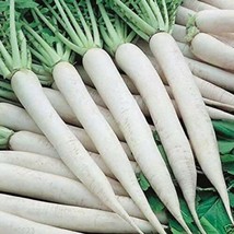 200 Ct White Icicle Radish Seeds WHITE ICE Vegetable Garden Heirloom NON... - $12.45