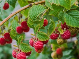 1 Caroline raspberry Plants NON GMO - $35.99