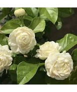 Jasminum sambac 'Grand Duke of Tuscany' Live Plant Arabian Jasmine Fragrant - $12.90