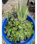 MEGA Koi Pond Combo 25 Plants Water Hyacinth Lettuce Iris Chameleon Cele... - $95.00