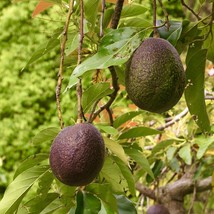 FROM US LIVE FRUIT TREE 12”-24” PERSEA AMERICANA (GRAFTED AVOCADO HASS) ... - $125.98
