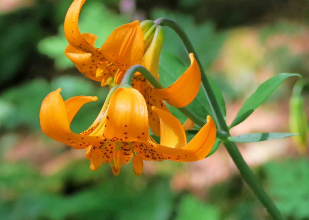 20 Pc Seeds Columbian Tiger Lily Lilium Columbianum syn. Lilium Nitidum Seeds RK - $16.80