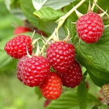 Live Plant Heritage Raspberry - Ever Bearing Dark Red Berries - $26.99