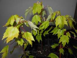 Red Maple Tree quart pot image 2