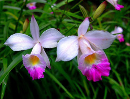 Bulbs - Hawaiian Tropical Bamboo Orchid Plant - $29.89