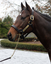 Henry the Navigator photos- Champion Sire and racehorse. three to choose from - $15.00