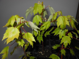 Red Maple quart pot Native Red maple image 5