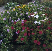 50 Seeds Mirabilis Four O Clock Country Garden Mix Annual Seed - $20.96