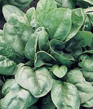 Spinach Seed, Giant Nobel, Heirloom, Organic, Non Gmo, 100 Seeds, Salad Spinach - $3.99