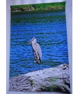 Incredible and Captivating Blue Heron 12x18 unframed photo  - $24.00