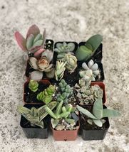 2 in. Fully Rooted Unique Rare Succulent Collection (Pack of 6) image 4