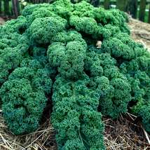 Ship From Us Kale Garden Seeds - Vates Blue Scotch Curled ~ 50 Lb Seeds, TM11 - $857.96