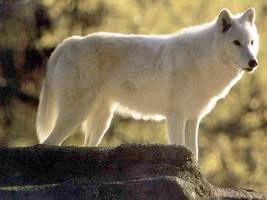 Warm Wild Artic White Wolf Faux Fur Collar Ivory Woolen Cashmere Lined Overcoat image 3