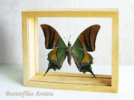 Teinopalpus Imperialis Kaiser-i-Hind Butterfly Entomology Double Glass D... - $119.99