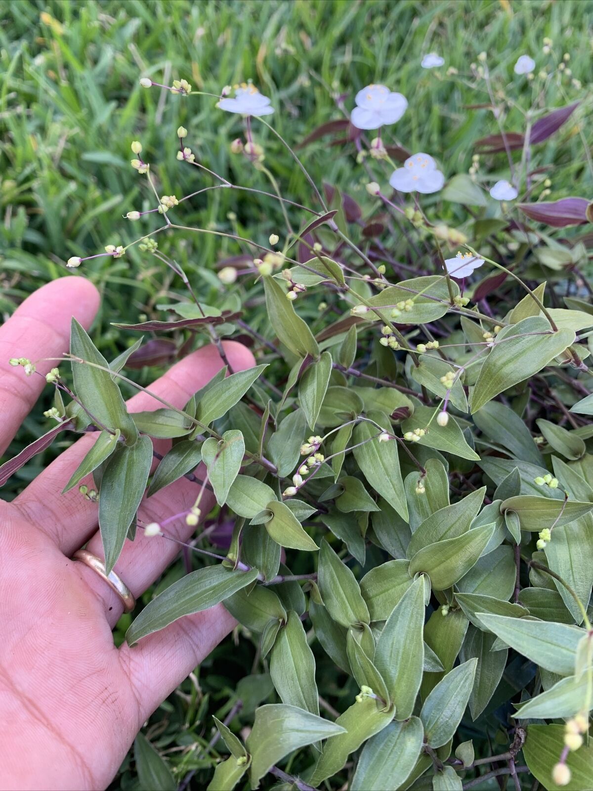 FREE SHIPPING 10 CUTTINGS WANDERING JEW TAHITIAN BRIDAL VEIL LIVE PLANT Plants & Seedlings