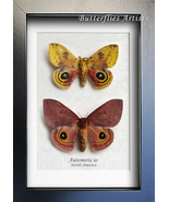Automeris io Colorful N American Real Moths Framed Entomology Shadowbox  - $98.99
