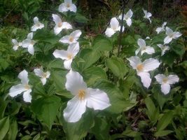 White Trillium 10 bulbs image 5
