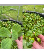 (40) Water Hyacinth &amp; Lettuce Koi Pond Floating Plants Rid Algae Small-m... - $85.50
