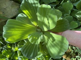 Summer SALE (5) Water Lettuce Jumbo 5-7” Koi Pond Floating Plants Algae Shade - $23.70