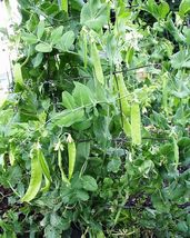 Oregon Sugar Pod Pea Pisum Sativum Vegetable 50 Seeds #LCY05 - $18.99