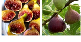 1 Tree Fig Tree “Fignomenal” New Dwarf Variety!  - $36.99