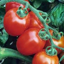 Tomato, Italian Roma, Heirloom, 21+ Seeds, Delicious RED Tasty Fruit - $1.99