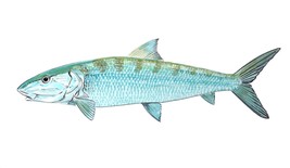 Bonefish Fish Vinyl Decal Sticker Truck Boat Car Cooler Cup Tumbler Tacklebox - $6.95+