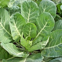 COLLARD GREENS, CHAMPION, HEIRLOOM, NON GMO SEEDS, GREAT FOR SALADS, C –  Country Creek LLC