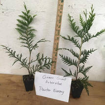 25 Green Giant Arborvitae  plants  2.5" pot image 2