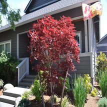 Bloodgood Japanese Maple gallon pot image 2