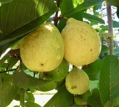 FROM US Live Fruit Tree 24”-36” GUAVA PEAR TP15 - $74.98