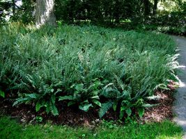 Christmas Fern 10 rhizome/root (Polystichum acrostichoides) image 4