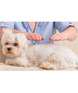 7 SESSIONS REIKI DISTANT HEALINGS FOR YOUR DOG CAT,PET,  - $65.99