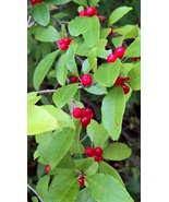 Winterberry Holly - $18.00
