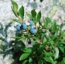 Wild Blueberry Plants Starters 10 - $19.99