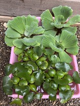 (6) Mix Water Lettuce & Hyacinth Koi Pond Floating Plants Algae Bog Filter LARGE - $30.07