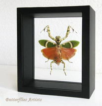 Banded Flower Mantis Theopropus Elegans Female Entomology Double Glass D... - $89.00