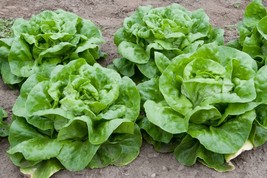 Lettuce Seeds - Butterhead - Buttercrunch - Outdoor Living - GardenFree Shippin - $27.99