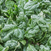 Ship From Us 10 Lb Seeds - Organic Bloomsdale Long Standing Spinach Seeds - TM11 - $669.96
