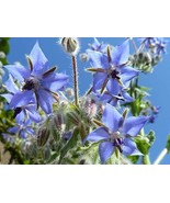 Borage Herb Seeds - 25 Count Seed Pack - Non-GMO - an Open-pollinated he... - $1.59