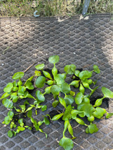 (10) Water Hyacinth 5 Large & 5 Small Koi Pond Floating Plants Rid Algae - $47.50