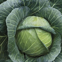Ship From Us Organic Golden Acre Cabbage Seeds - 2 Lb Seeds - NON-GMO, TM11 - $174.96